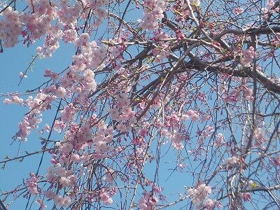 枝垂れ桜.jpg