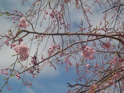 枝垂桜.jpg
