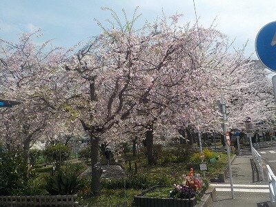 7枝垂れ桜.jpg