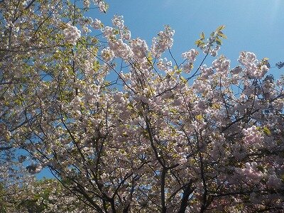 1八重桜.jpg