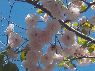 3八重桜.jpg