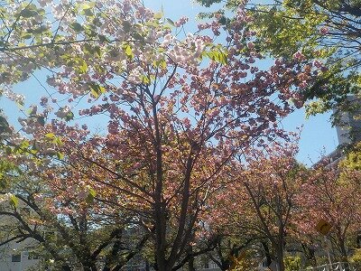 2八重桜.jpg
